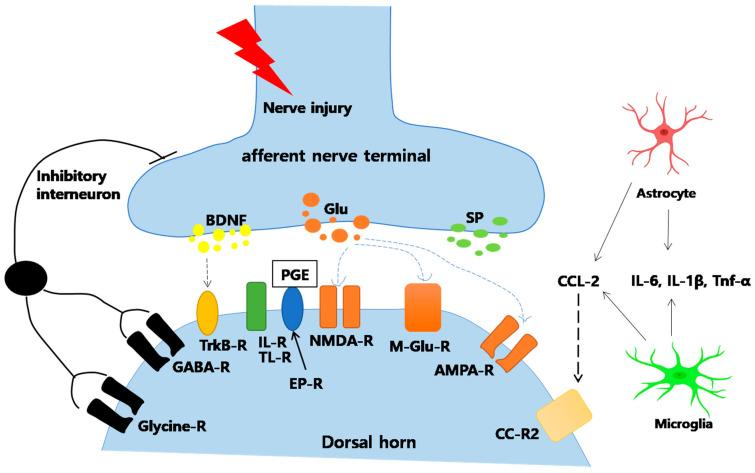 https://cdn.ncbi.nlm.nih.gov/pmc/blobs/470f/8124149/d0fd2fce164e/ijms-22-04853-g004.jpg