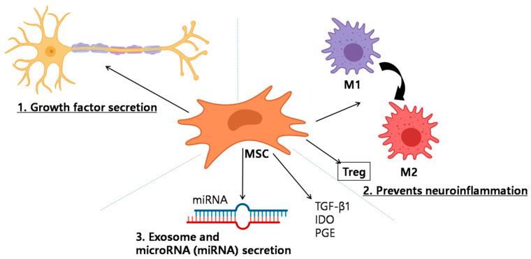 https://cdn.ncbi.nlm.nih.gov/pmc/blobs/470f/8124149/ec144d581a1e/ijms-22-04853-g002.jpg