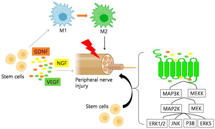 https://cdn.ncbi.nlm.nih.gov/pmc/blobs/470f/8124149/f1a7e62c3321/ijms-22-04853-g003.jpg