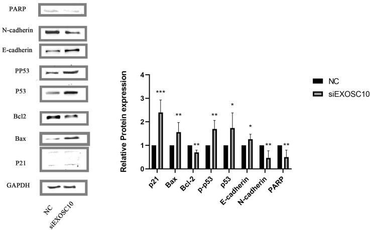 https://cdn.ncbi.nlm.nih.gov/pmc/blobs/4713/10494838/62ed661dc402/peerj-11-15860-g008.jpg