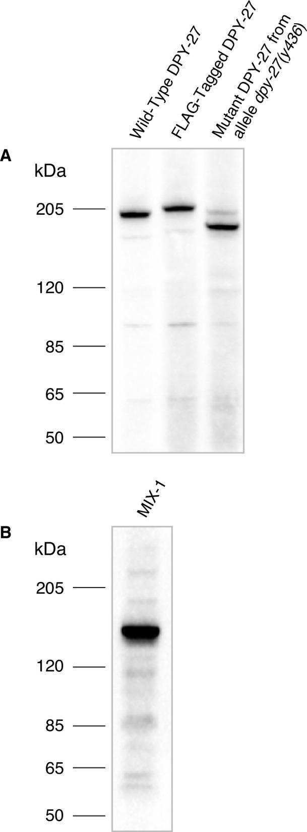 https://cdn.ncbi.nlm.nih.gov/pmc/blobs/4717/10076027/65ff4214ef01/elife-85413-fig1-figsupp4.jpg