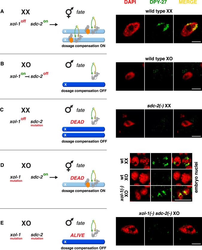 https://cdn.ncbi.nlm.nih.gov/pmc/blobs/4717/10076027/75da09c3b8c8/elife-85413-fig2.jpg