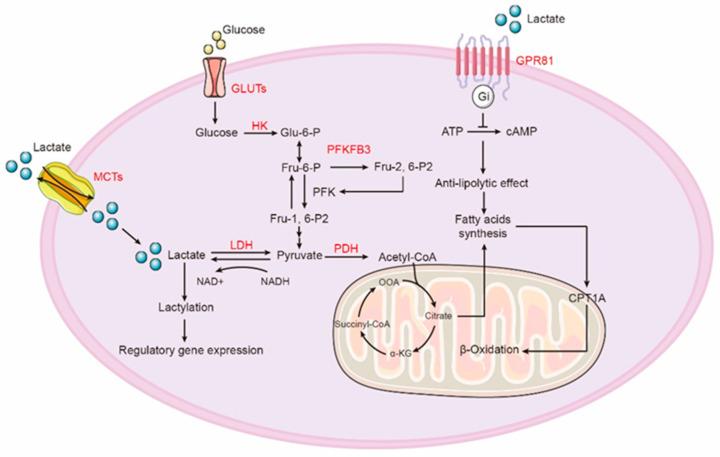https://cdn.ncbi.nlm.nih.gov/pmc/blobs/4718/10779333/0c8f8c64d27a/ijms-25-00315-g001.jpg
