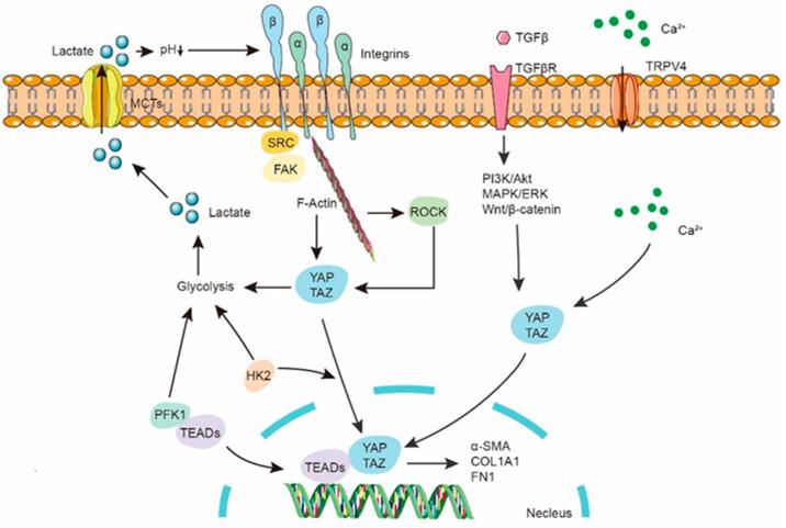 https://cdn.ncbi.nlm.nih.gov/pmc/blobs/4718/10779333/101bc0eecd46/ijms-25-00315-g002.jpg