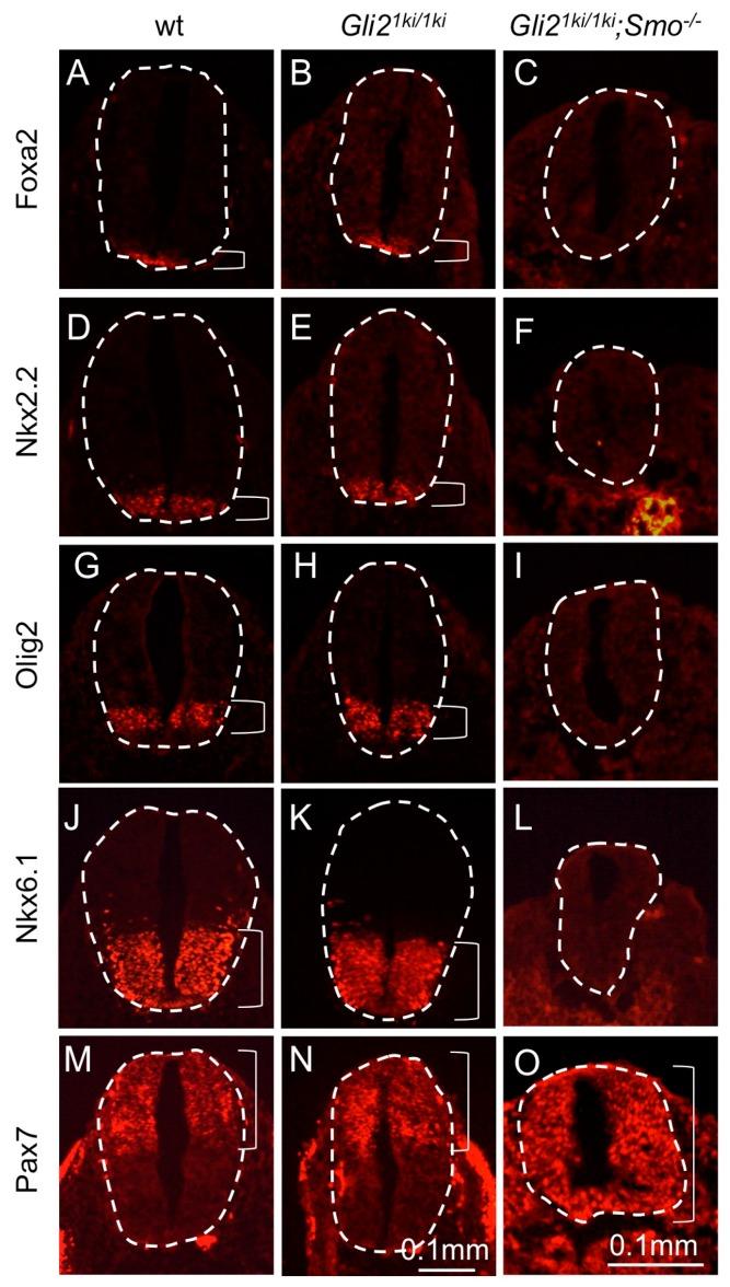 https://cdn.ncbi.nlm.nih.gov/pmc/blobs/4719/6473256/0836a5804b16/jdb-07-00005-g004.jpg