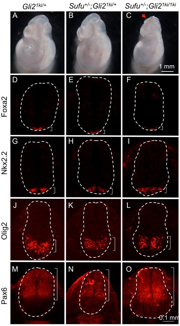 https://cdn.ncbi.nlm.nih.gov/pmc/blobs/4719/6473256/7b56d4c691fe/jdb-07-00005-g005.jpg