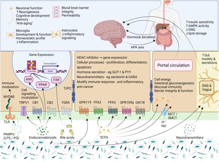 https://cdn.ncbi.nlm.nih.gov/pmc/blobs/4721/10316519/a878b0903b70/fendo-14-1130689-g002.jpg