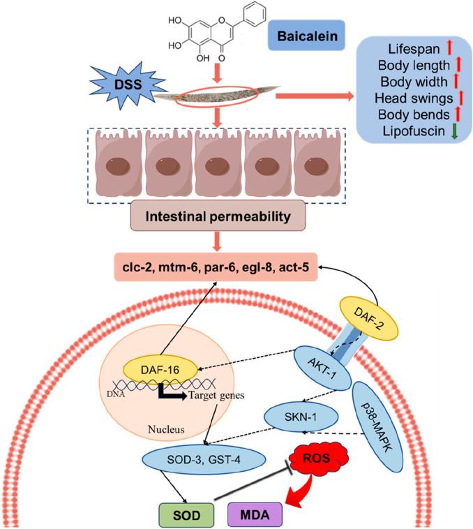 https://cdn.ncbi.nlm.nih.gov/pmc/blobs/4721/12241015/c8c9dcd054e8/fphar-16-1592244-g012.jpg