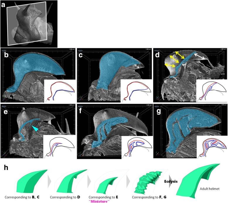 https://cdn.ncbi.nlm.nih.gov/pmc/blobs/4724/7041272/ec2b7ee8a76e/40851_2020_155_Fig5_HTML.jpg