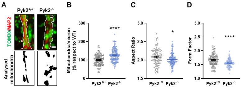 https://cdn.ncbi.nlm.nih.gov/pmc/blobs/4724/8909471/e210f26b75dc/cells-11-00842-g006.jpg