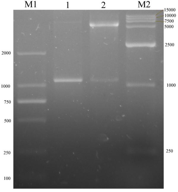 https://cdn.ncbi.nlm.nih.gov/pmc/blobs/4727/3179959/392263d4b4f8/1743-422X-8-413-2.jpg