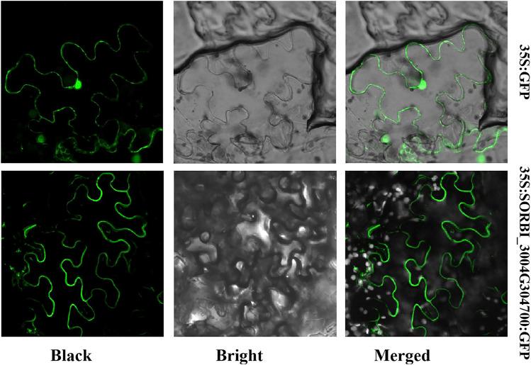 https://cdn.ncbi.nlm.nih.gov/pmc/blobs/4728/11518778/15584130018a/fgene-15-1464537-g006.jpg