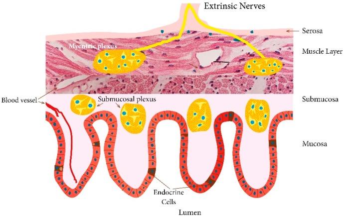https://cdn.ncbi.nlm.nih.gov/pmc/blobs/4729/6723613/d2f55fce213d/nutrients-11-01824-g001.jpg
