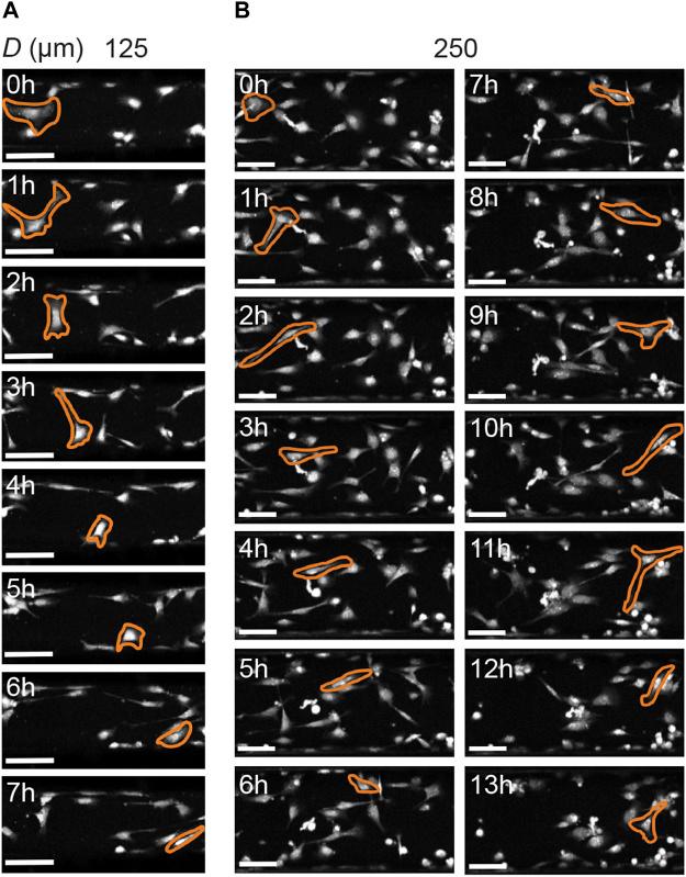 https://cdn.ncbi.nlm.nih.gov/pmc/blobs/4729/9355510/9932d2df9654/fcell-10-930373-g008.jpg