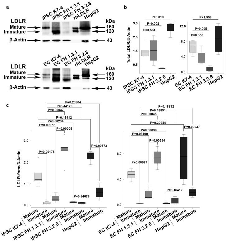 https://cdn.ncbi.nlm.nih.gov/pmc/blobs/472a/10815294/c1ec4ede26a6/ijms-25-00689-g003.jpg