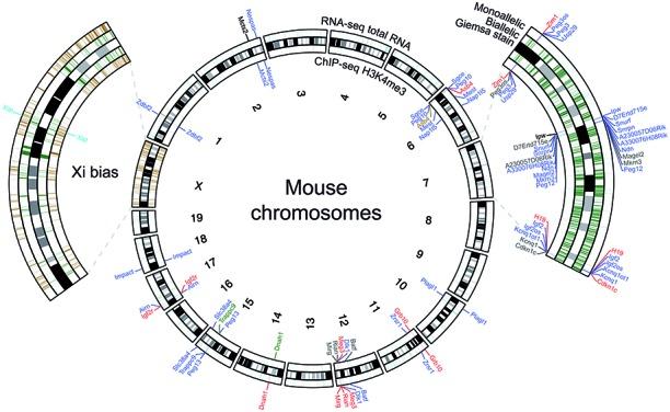 https://cdn.ncbi.nlm.nih.gov/pmc/blobs/472a/4666383/054d48b6d72a/gkv727fig6.jpg