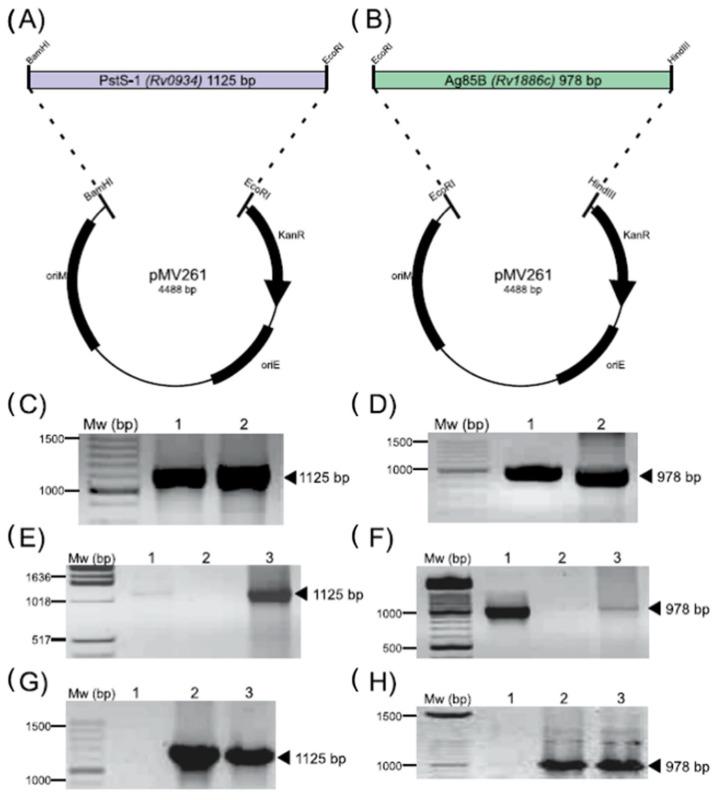 https://cdn.ncbi.nlm.nih.gov/pmc/blobs/472c/9775975/25a2a2fac0b1/biomolecules-12-01836-g001.jpg