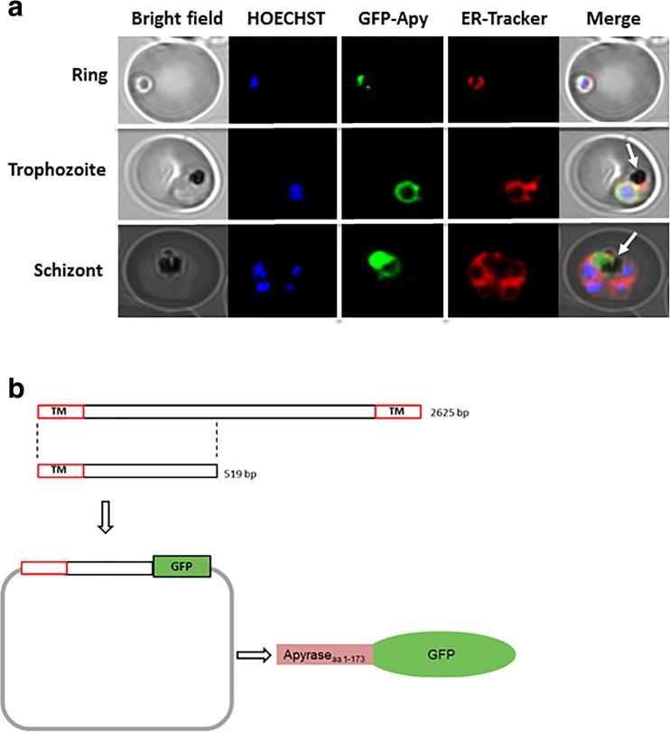 https://cdn.ncbi.nlm.nih.gov/pmc/blobs/472f/5563288/4dbbffec215b/11302_2017_9557_Fig5_HTML.jpg