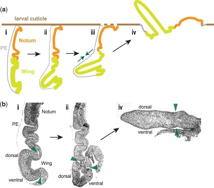 https://cdn.ncbi.nlm.nih.gov/pmc/blobs/472f/8982031/1b2b31ca47c1/iyac020f10.jpg