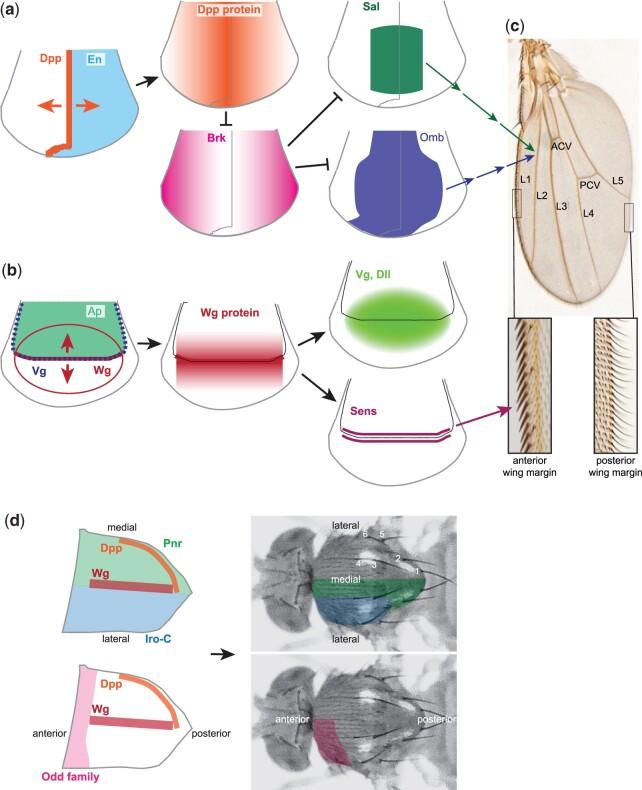 https://cdn.ncbi.nlm.nih.gov/pmc/blobs/472f/8982031/8aa0a12e88e6/iyac020f5.jpg