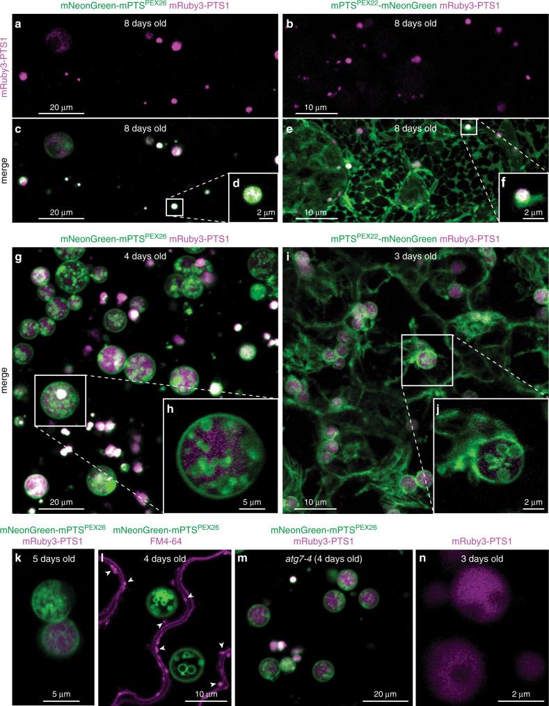https://cdn.ncbi.nlm.nih.gov/pmc/blobs/4736/7718247/8fb21619cd82/41467_2020_20099_Fig1_HTML.jpg
