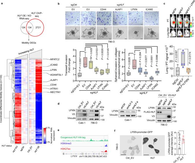 https://cdn.ncbi.nlm.nih.gov/pmc/blobs/4737/12141477/020c769d17c1/41467_2025_60329_Fig4_HTML.jpg