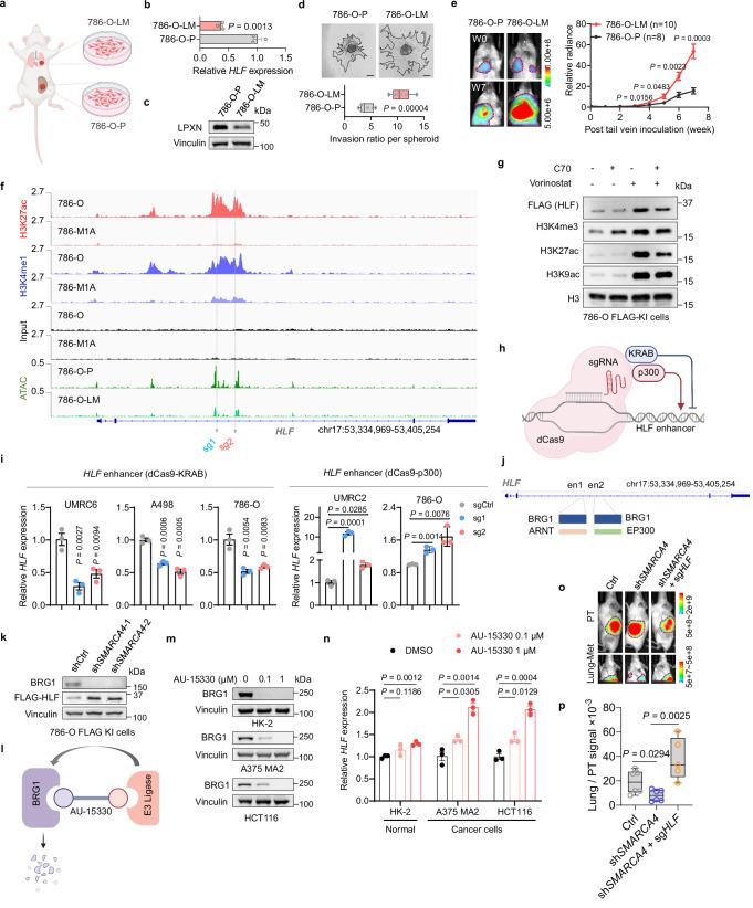 https://cdn.ncbi.nlm.nih.gov/pmc/blobs/4737/12141477/a8e8a9ed7a40/41467_2025_60329_Fig6_HTML.jpg