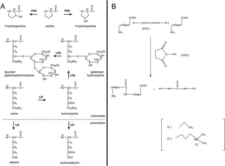 https://cdn.ncbi.nlm.nih.gov/pmc/blobs/4738/6551352/4452e7d39f8e/gr3.jpg
