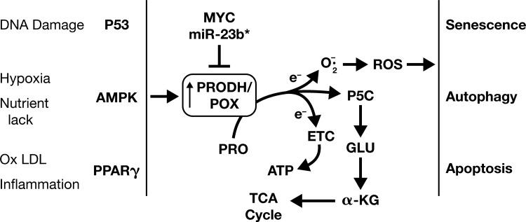 https://cdn.ncbi.nlm.nih.gov/pmc/blobs/4739/6338564/5be31bb8207c/fig-2.jpg