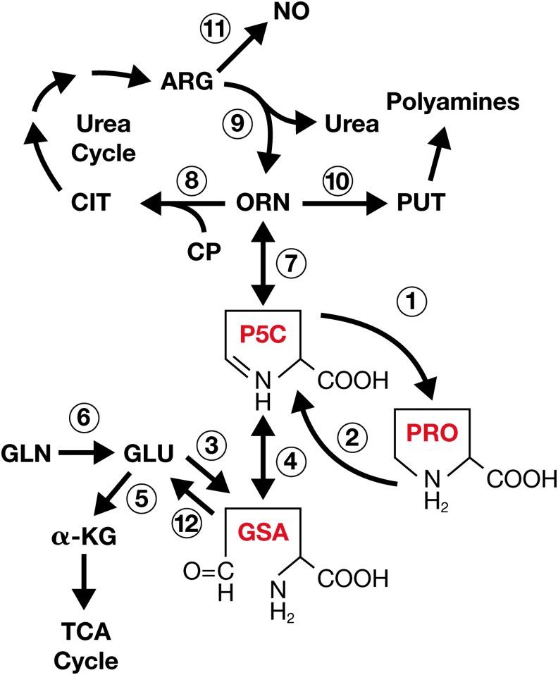 https://cdn.ncbi.nlm.nih.gov/pmc/blobs/4739/6338564/b9946535b9b4/fig-1.jpg