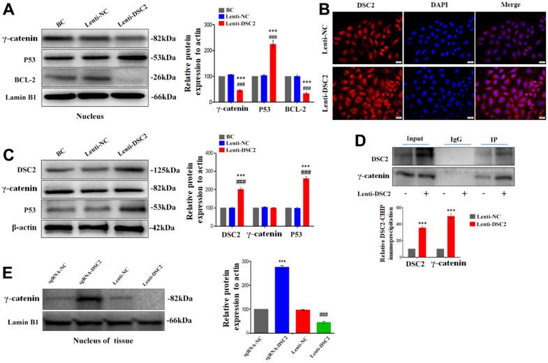 https://cdn.ncbi.nlm.nih.gov/pmc/blobs/473d/10373986/2294291c7e3e/aging-15-204858-g005.jpg