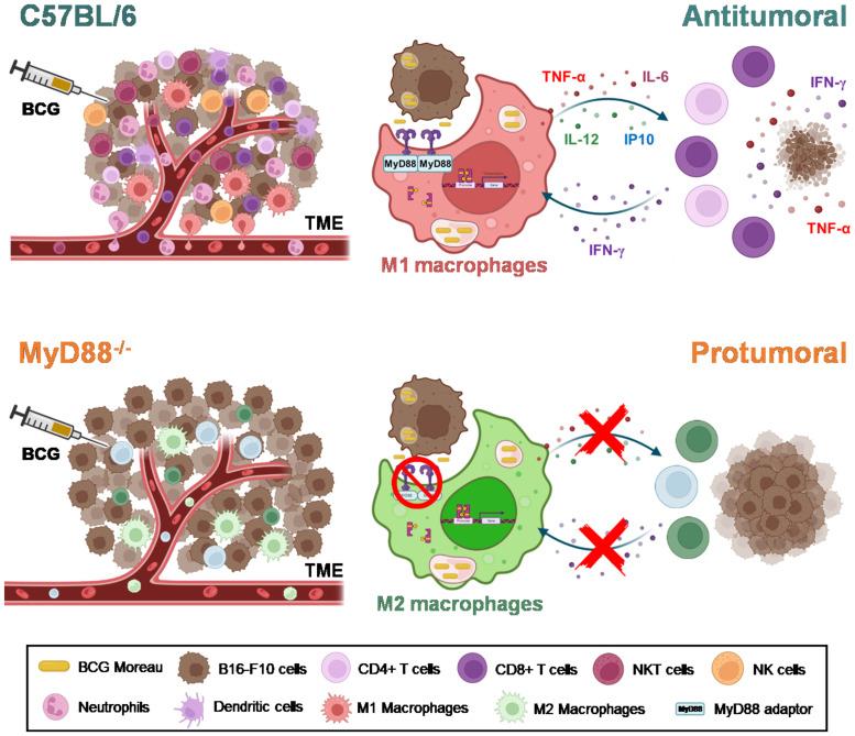 https://cdn.ncbi.nlm.nih.gov/pmc/blobs/473e/11148268/168838ddff98/fimmu-15-1380069-g007.jpg