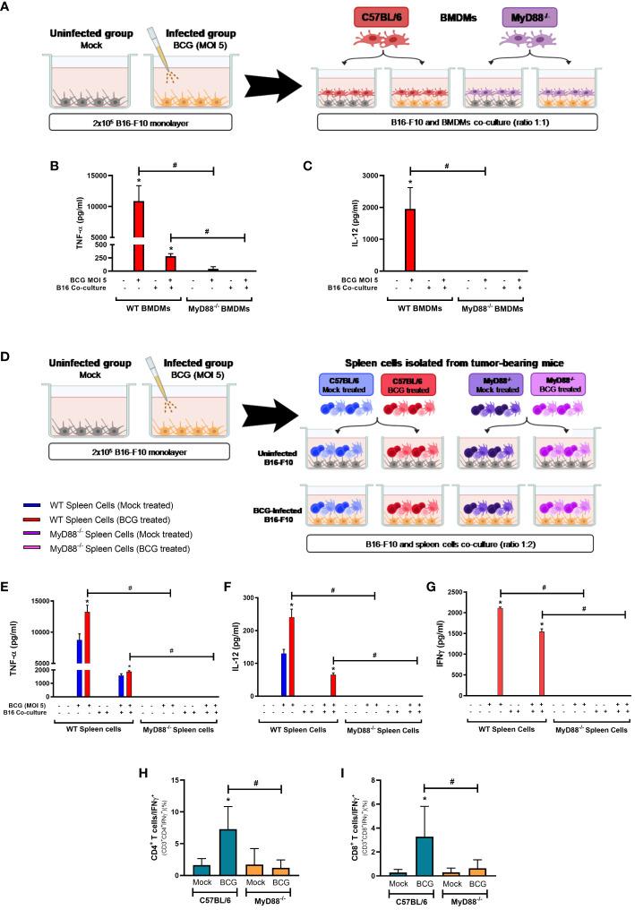 https://cdn.ncbi.nlm.nih.gov/pmc/blobs/473e/11148268/e1bf020e2f32/fimmu-15-1380069-g005.jpg