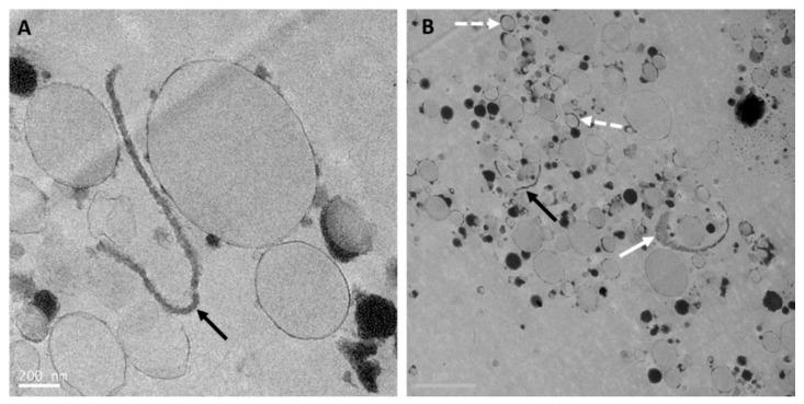 https://cdn.ncbi.nlm.nih.gov/pmc/blobs/473f/7696746/602ab0cd4bf7/nutrients-12-03486-g003.jpg
