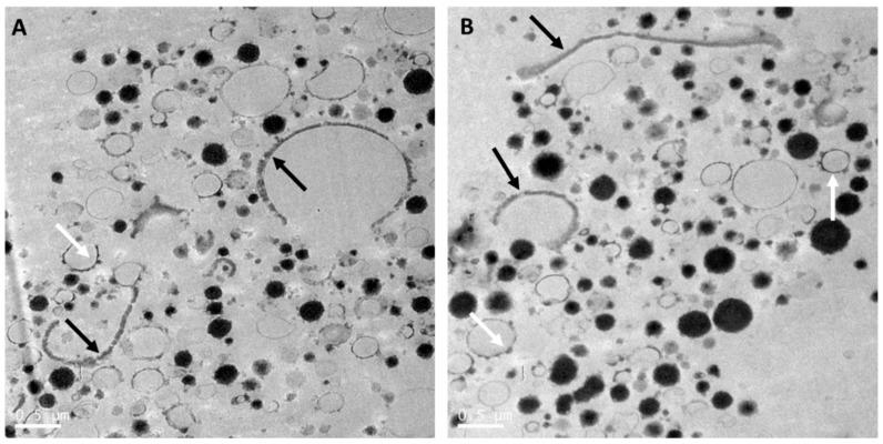 https://cdn.ncbi.nlm.nih.gov/pmc/blobs/473f/7696746/c945057629f8/nutrients-12-03486-g002.jpg