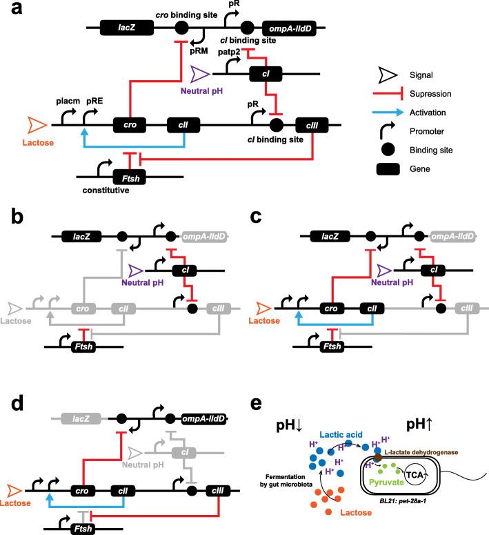 https://cdn.ncbi.nlm.nih.gov/pmc/blobs/473f/8259030/3e3e5e5a31cb/12915_2021_1070_Fig1_HTML.jpg