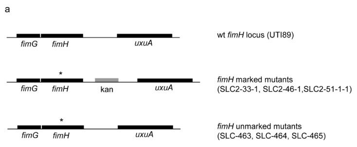 https://cdn.ncbi.nlm.nih.gov/pmc/blobs/4740/4810130/726b09780df9/pathogens-05-00009-g001a.jpg