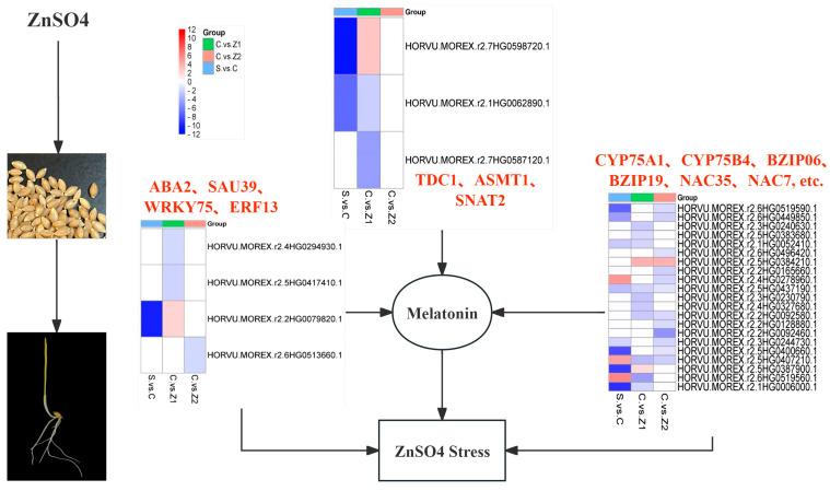 https://cdn.ncbi.nlm.nih.gov/pmc/blobs/4742/11354046/9db8bc7e88df/genes-15-01077-g006.jpg