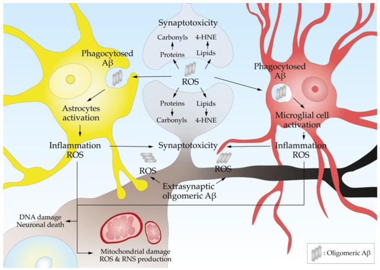 https://cdn.ncbi.nlm.nih.gov/pmc/blobs/4744/11505517/88965effff58/antioxidants-13-01208-g004.jpg