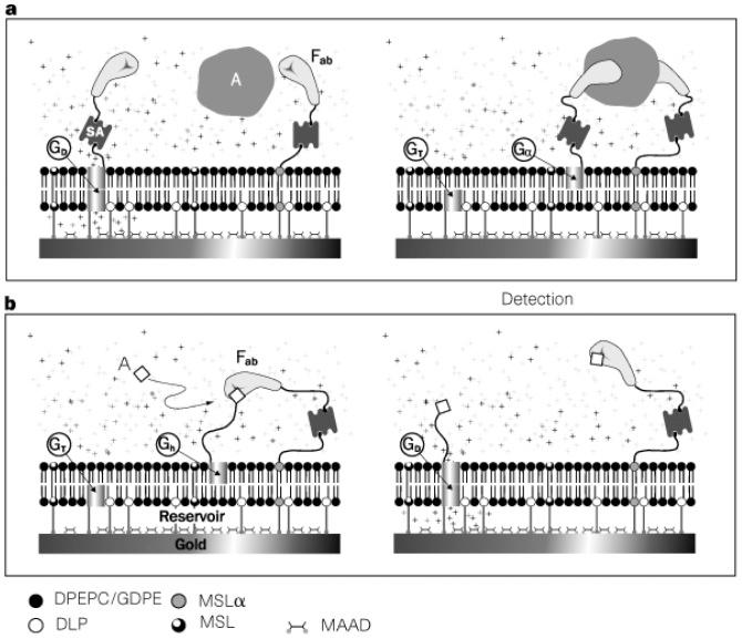 https://cdn.ncbi.nlm.nih.gov/pmc/blobs/4749/3444115/26032b5555ba/sensors-12-09530f7.jpg