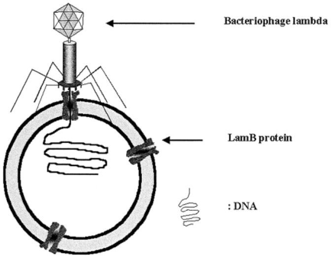 https://cdn.ncbi.nlm.nih.gov/pmc/blobs/4749/3444115/f10c2a267b42/sensors-12-09530f3.jpg