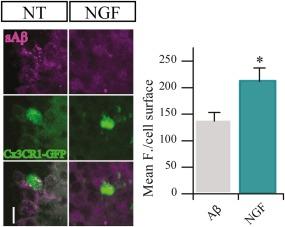 https://cdn.ncbi.nlm.nih.gov/pmc/blobs/474a/6001573/4217695e44be/GLIA-66-1395-g012.jpg