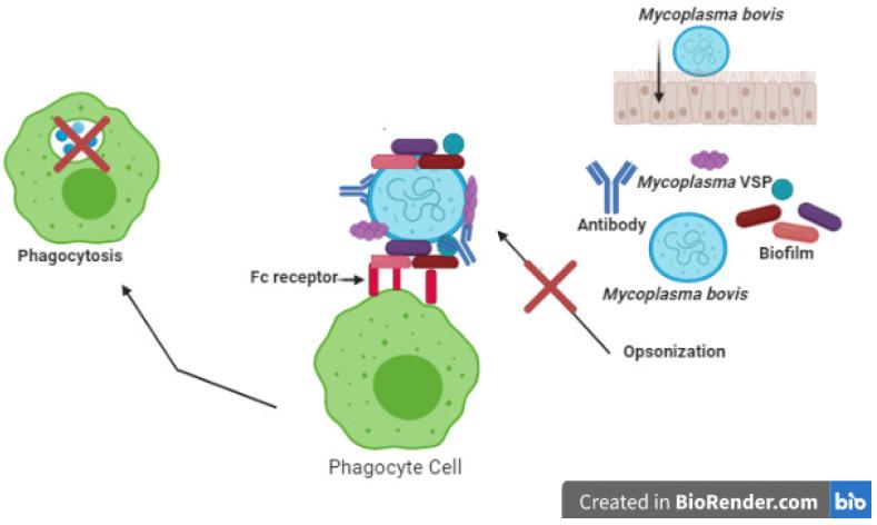 https://cdn.ncbi.nlm.nih.gov/pmc/blobs/474f/7998117/365a90cec917/pathogens-10-00297-g002.jpg