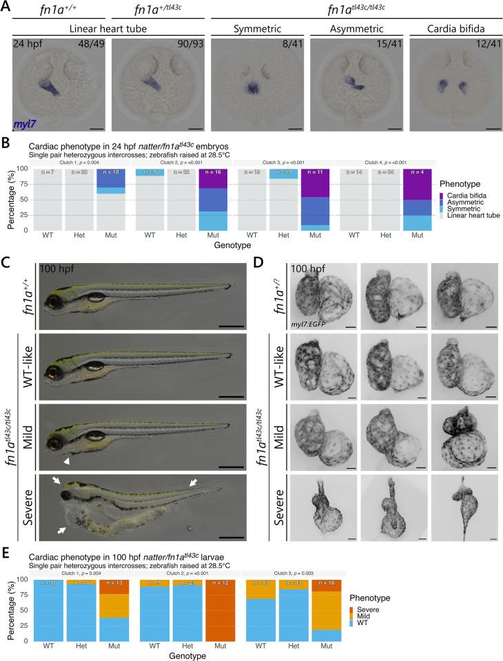 https://cdn.ncbi.nlm.nih.gov/pmc/blobs/4753/12212883/564f54401b74/pgen.1011747.g001.jpg