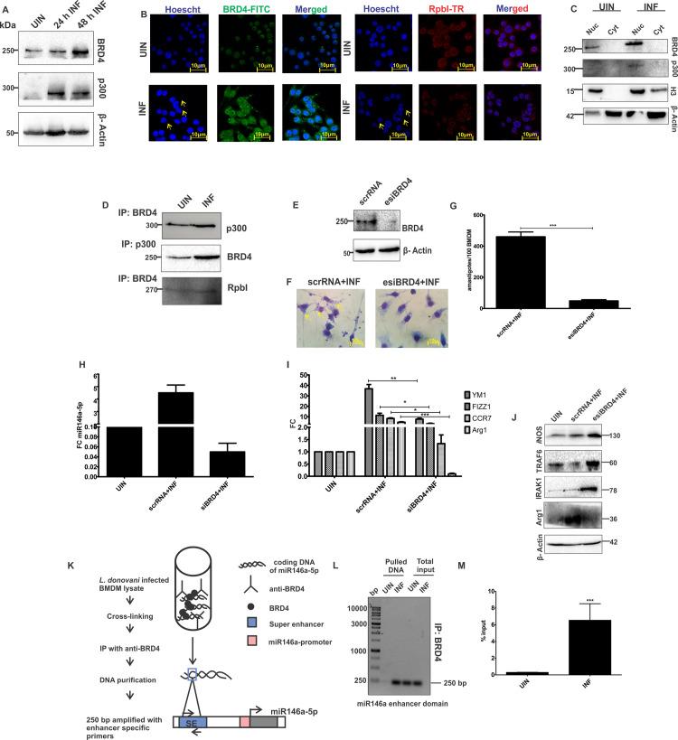 https://cdn.ncbi.nlm.nih.gov/pmc/blobs/4754/7943006/0286878535ce/ppat.1009343.g006.jpg