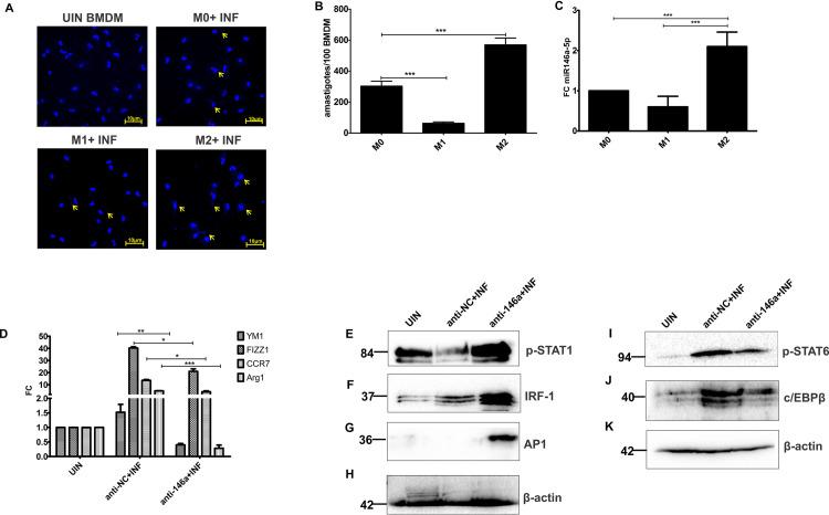 https://cdn.ncbi.nlm.nih.gov/pmc/blobs/4754/7943006/719097ae93fb/ppat.1009343.g002.jpg