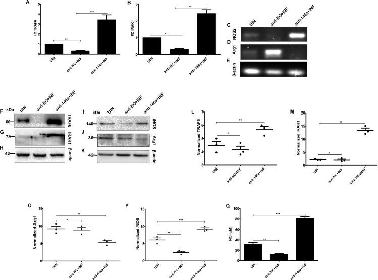 https://cdn.ncbi.nlm.nih.gov/pmc/blobs/4754/7943006/ac10415d7a05/ppat.1009343.g003.jpg