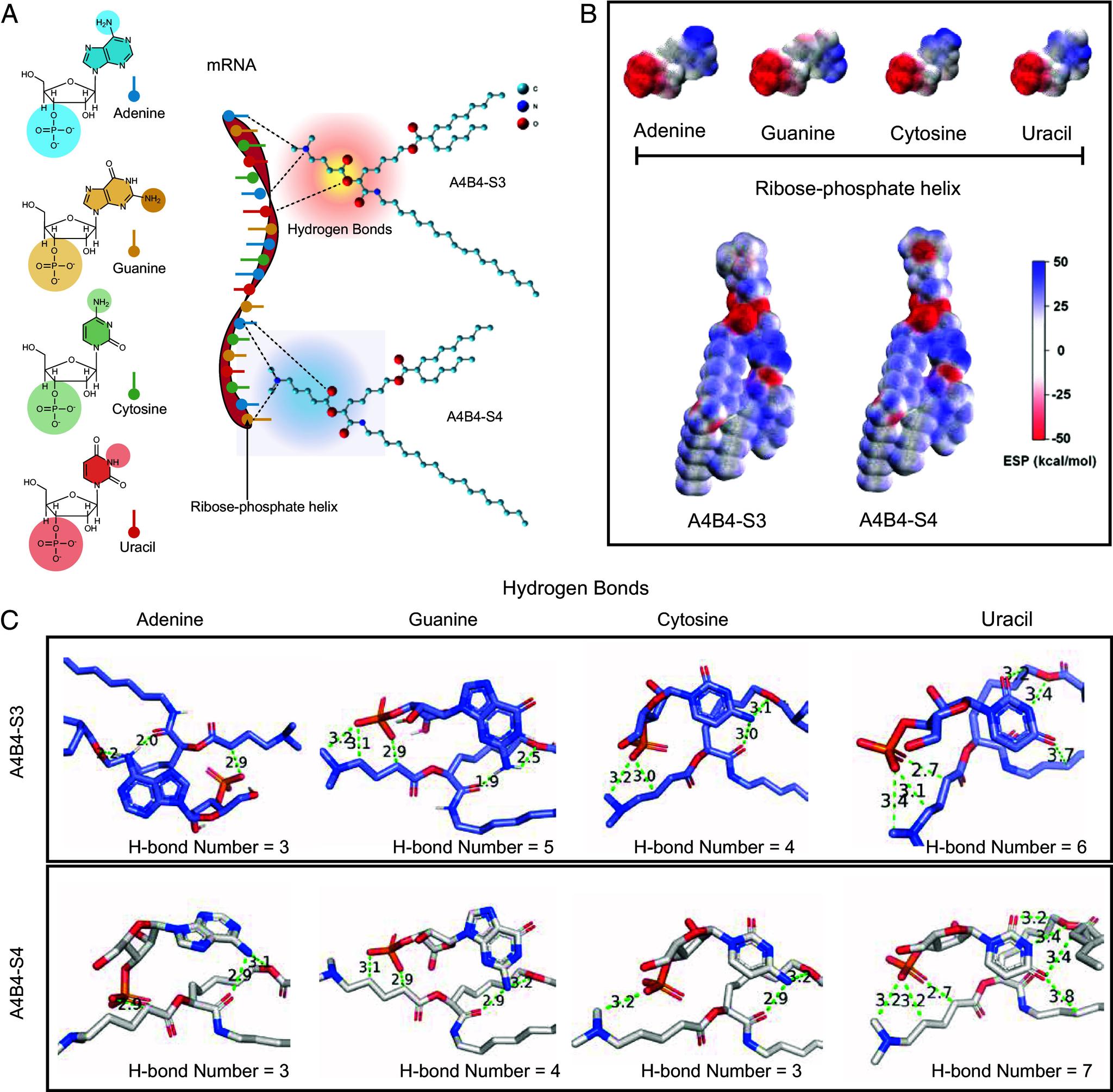 https://cdn.ncbi.nlm.nih.gov/pmc/blobs/4757/11804478/fb916b4e51b2/pnas.2409572122fig04.jpg