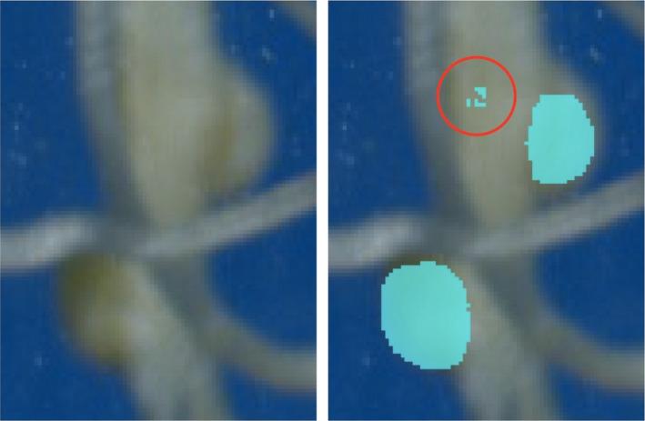 https://cdn.ncbi.nlm.nih.gov/pmc/blobs/4758/9804377/17574df2e20a/NPH-236-774-g004.jpg