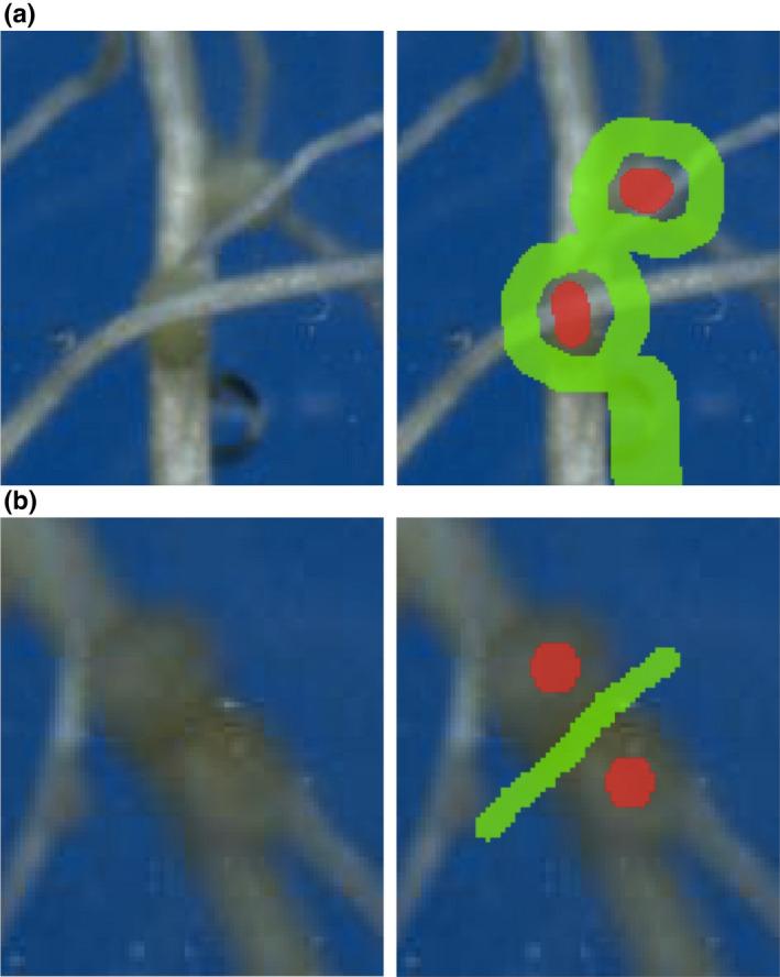 https://cdn.ncbi.nlm.nih.gov/pmc/blobs/4758/9804377/6265ad9b0f1c/NPH-236-774-g008.jpg
